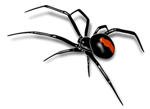 Spider trans